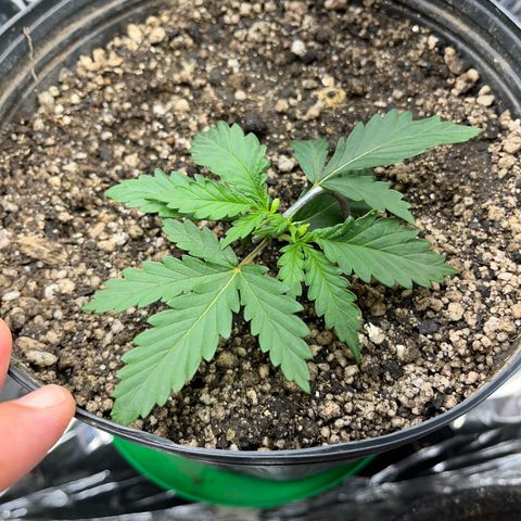 Preenseeds 2 geração  growlog timeline photo