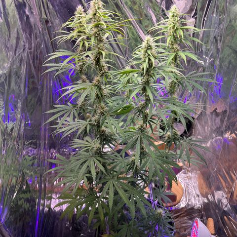 Preenseeds 2 geração  growlog timeline photo