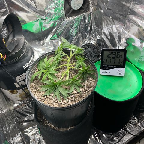 Preenseeds 2 geração  growlog timeline photo