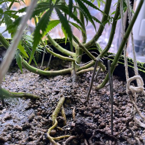 Preenseeds 2 geração  growlog timeline photo