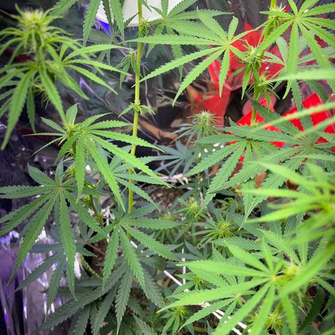 Preenseeds 2 geração  growlog timeline photo