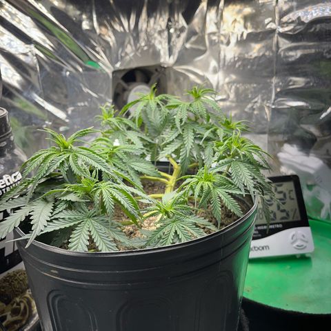 Preenseeds 2 geração  growlog timeline photo