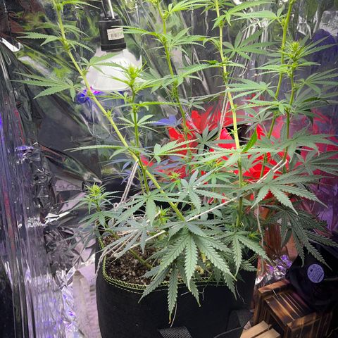 Preenseeds 2 geração  growlog timeline photo