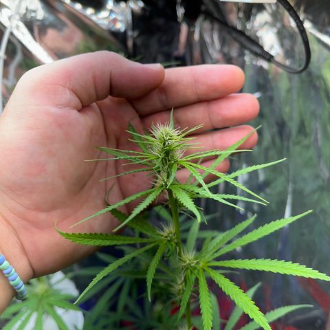 Preenseeds 2 geração  growlog timeline photo
