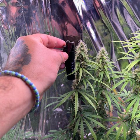 Preenseeds 2 geração  growlog timeline photo
