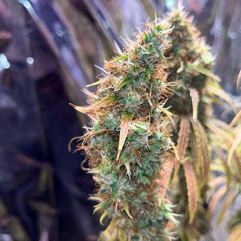 Preenseeds 2 geração  growlog timeline photo