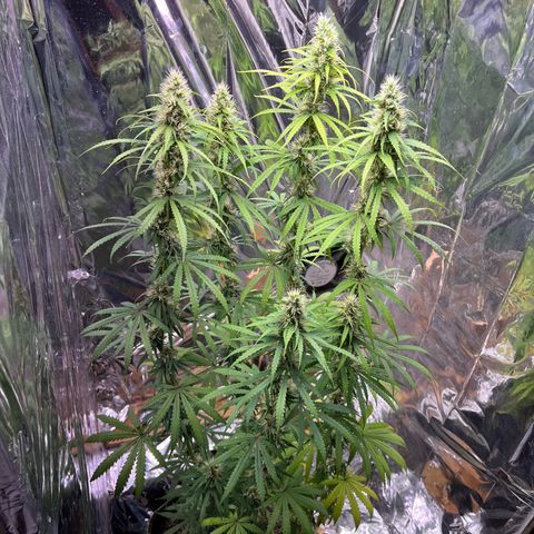 Preenseeds 2 geração  growlog timeline photo