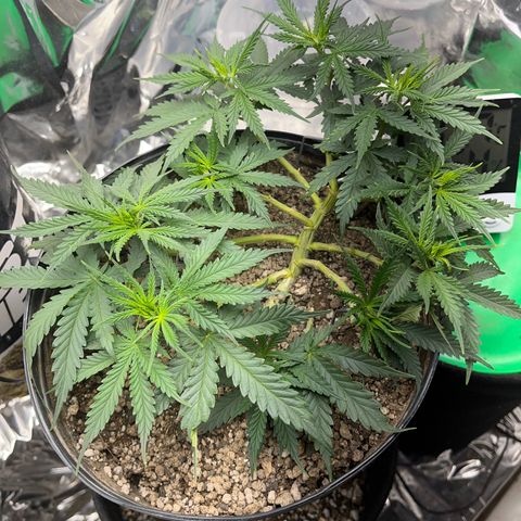 Preenseeds 2 geração  growlog timeline photo