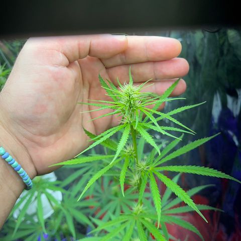 Preenseeds 2 geração  growlog timeline photo