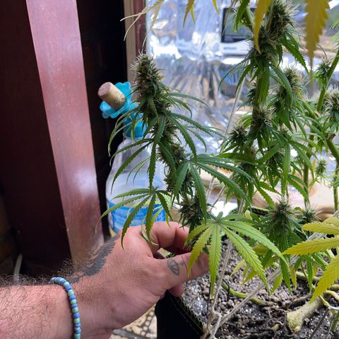 Preenseeds 2 geração  growlog timeline photo