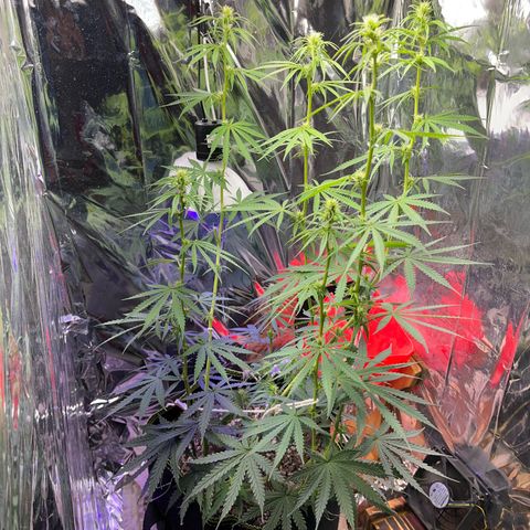 Preenseeds 2 geração  growlog timeline photo