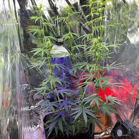 Preenseeds 2 geração  growlog timeline photo