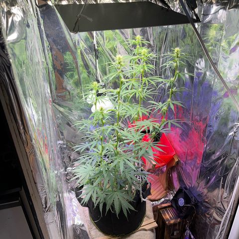 Preenseeds 2 geração  growlog timeline photo