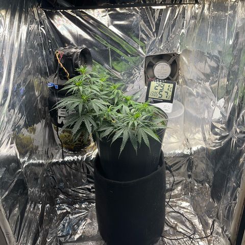 Preenseeds 2 geração  growlog timeline photo