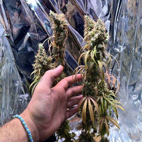 Preenseeds 2 geração  growlog timeline photo