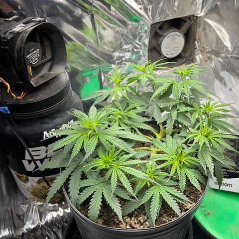 Preenseeds 2 geração  growlog timeline photo