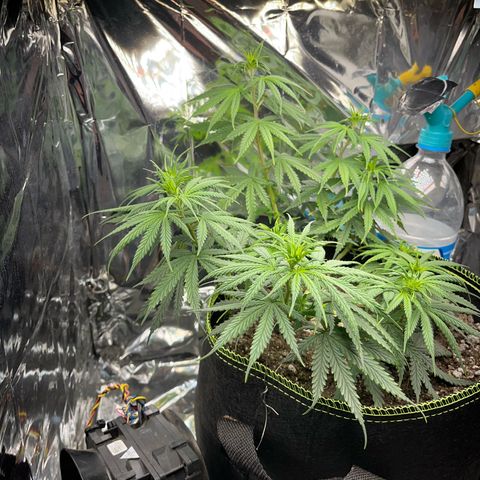 Preenseeds 2 geração  growlog timeline photo