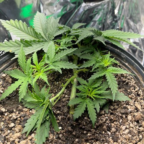 Preenseeds 2 geração  growlog timeline photo