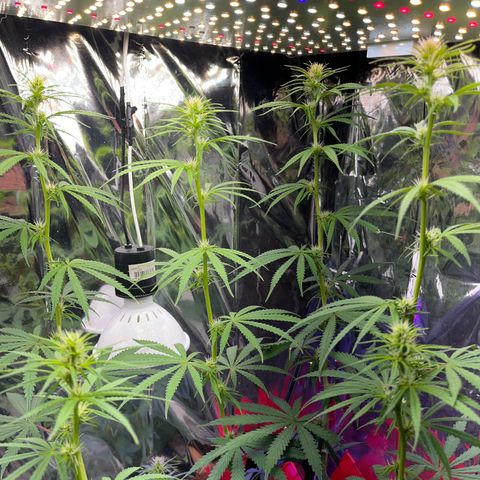 Preenseeds 2 geração  growlog timeline photo