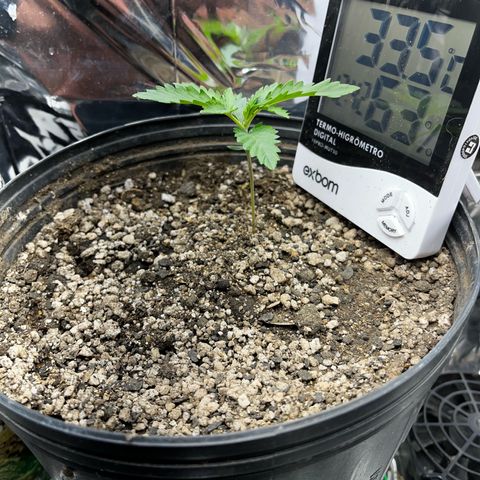 Preenseeds 2 geração  growlog timeline photo