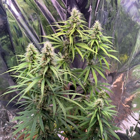 Preenseeds 2 geração  growlog timeline photo