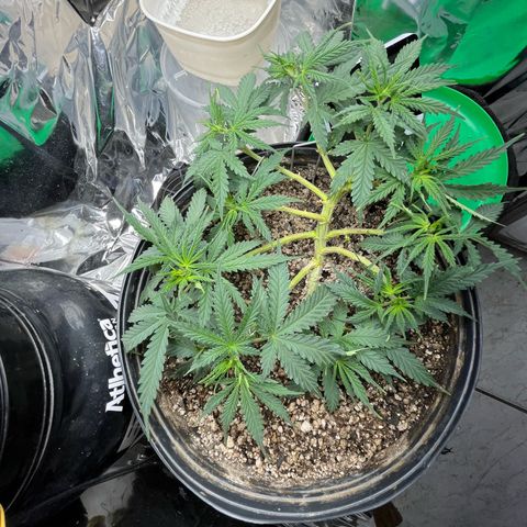 Preenseeds 2 geração  growlog timeline photo