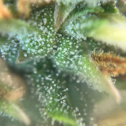 Preenseeds 2 geração  growlog timeline photo