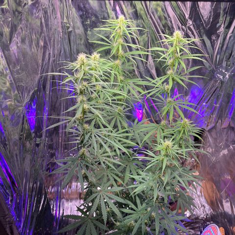 Preenseeds 2 geração  growlog timeline photo