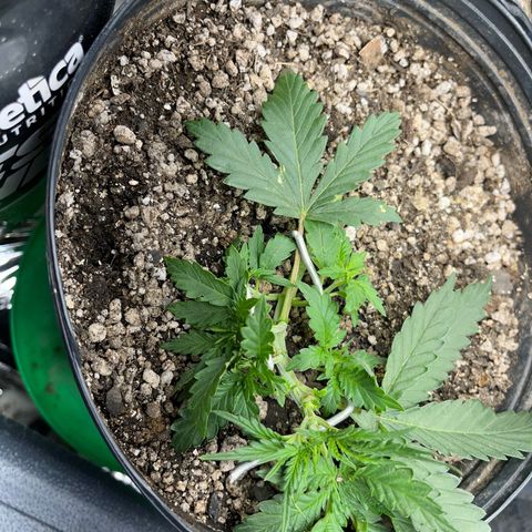 Preenseeds 2 geração  growlog timeline photo