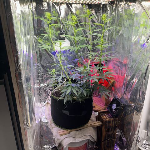 Preenseeds 2 geração  growlog timeline photo