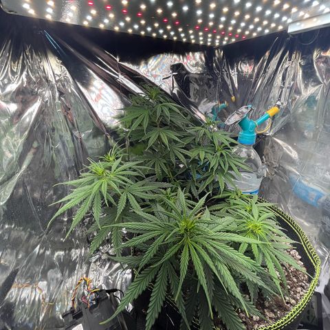 Preenseeds 2 geração  growlog timeline photo
