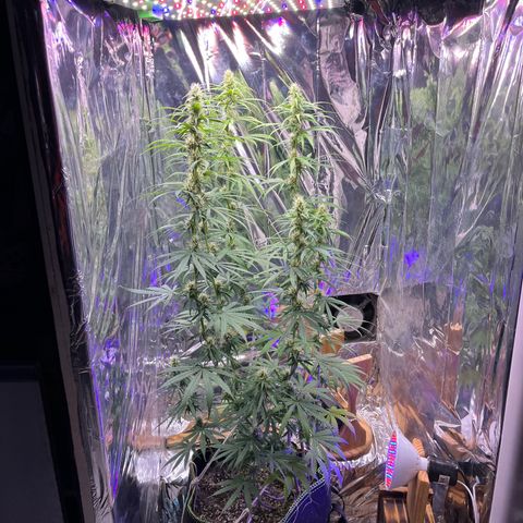 Preenseeds 2 geração  growlog timeline photo