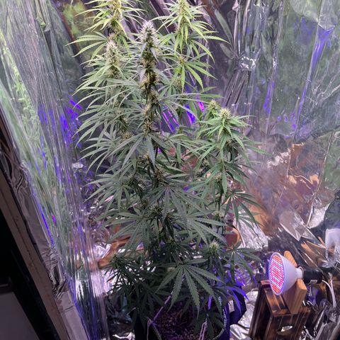 Preenseeds 2 geração  growlog timeline photo