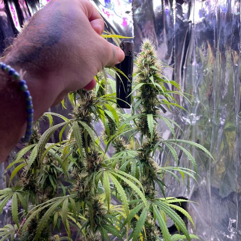 Preenseeds 2 geração  growlog timeline photo