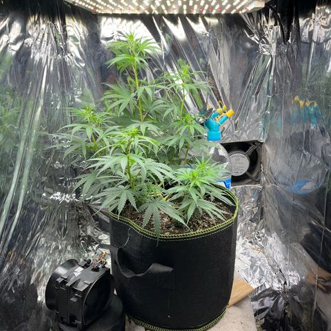 Preenseeds 2 geração  growlog timeline photo