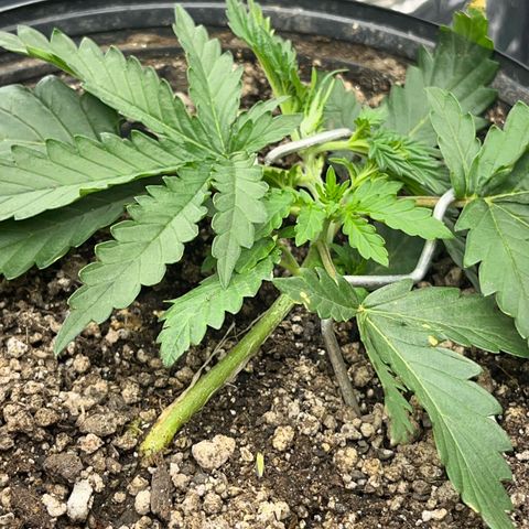 Preenseeds 2 geração  growlog timeline photo