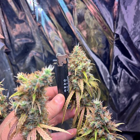 Preenseeds 2 geração  growlog timeline photo