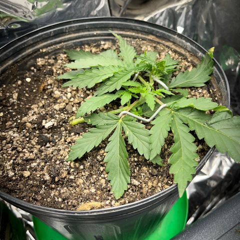 Preenseeds 2 geração  growlog timeline photo