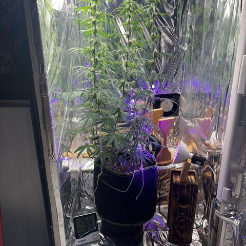 Preenseeds 2 geração  growlog timeline photo