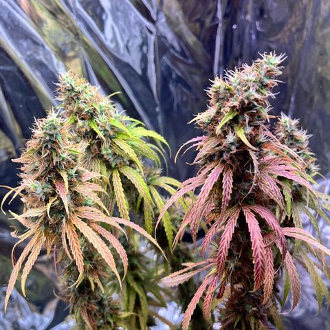 Preenseeds 2 geração  growlog timeline photo