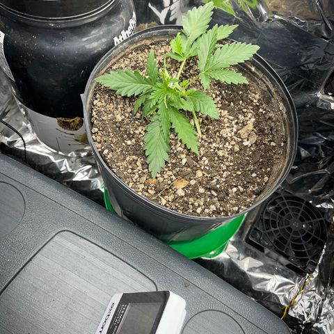 Preenseeds 2 geração  growlog timeline photo