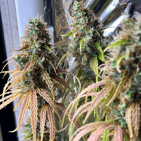 Preenseeds 2 geração  growlog timeline photo