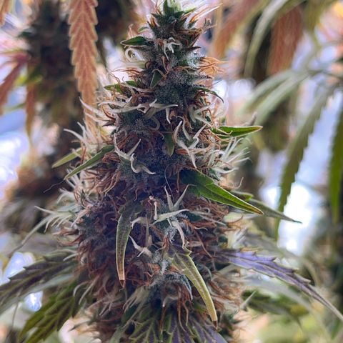 Preenseeds 2 geração  growlog timeline photo