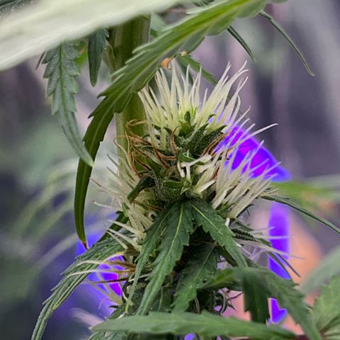Preenseeds 2 geração  growlog timeline photo