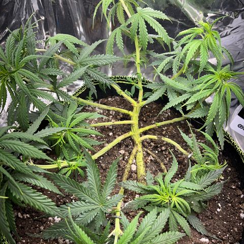 Preenseeds 2 geração  growlog timeline photo