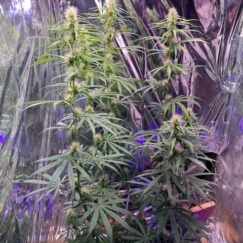 Preenseeds 2 geração  growlog timeline photo