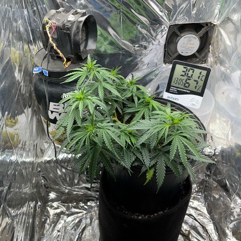 Preenseeds 2 geração  growlog timeline photo
