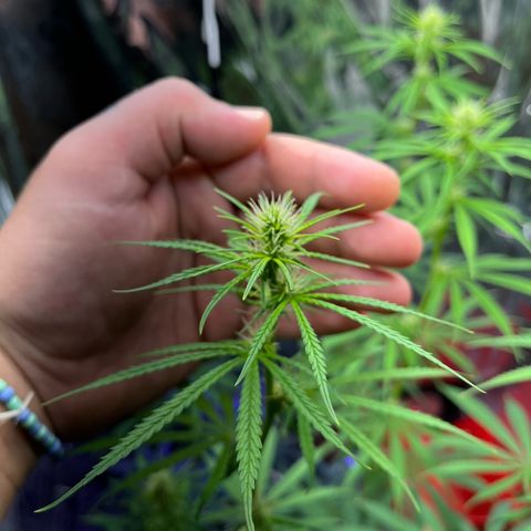 Preenseeds 2 geração  growlog timeline photo