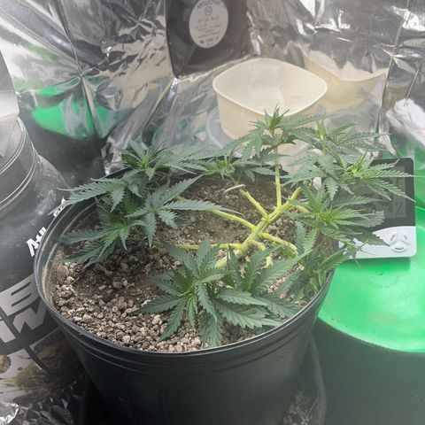 Preenseeds 2 geração  growlog timeline photo