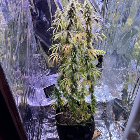 Preenseeds 2 geração  growlog timeline photo